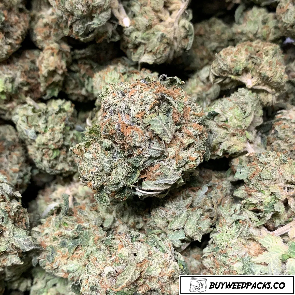 Afghan-Kush-Wholesale-Weed Afghan-Kush-Wholesale-Weed