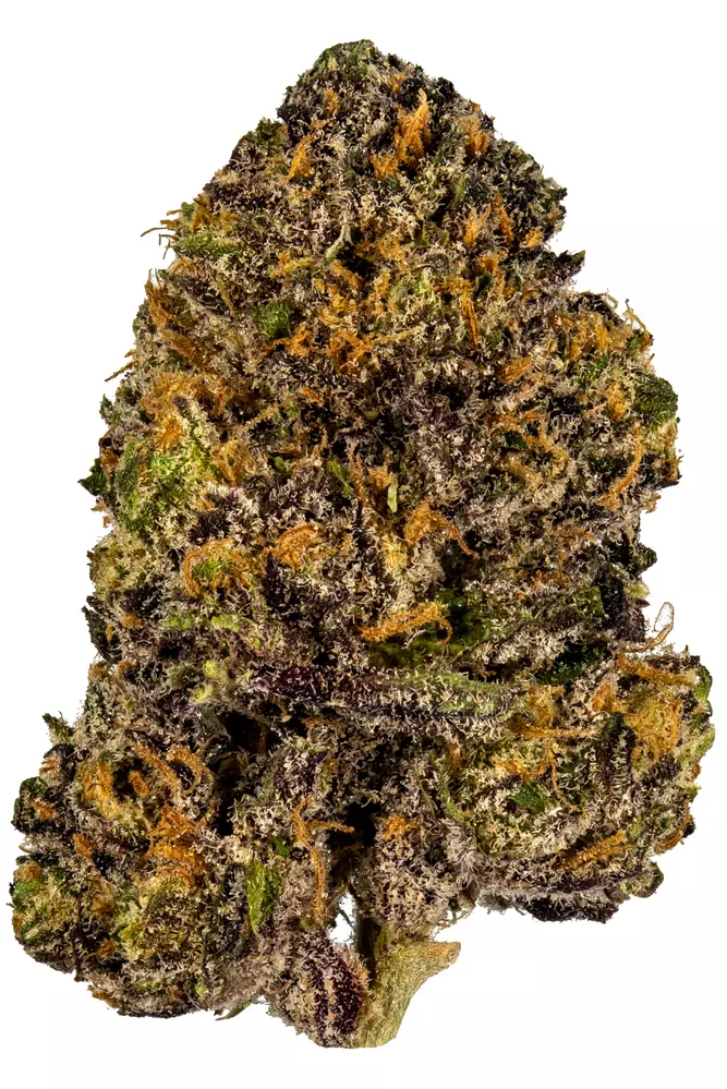 Grandy-Daddy-Purple Grandy-Daddy-Purple